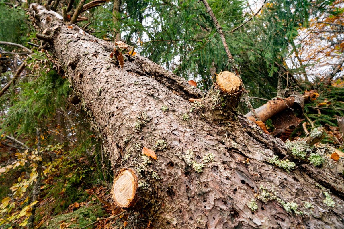 Tempêtes économiques : Comment les crises secouent le marché immobilier