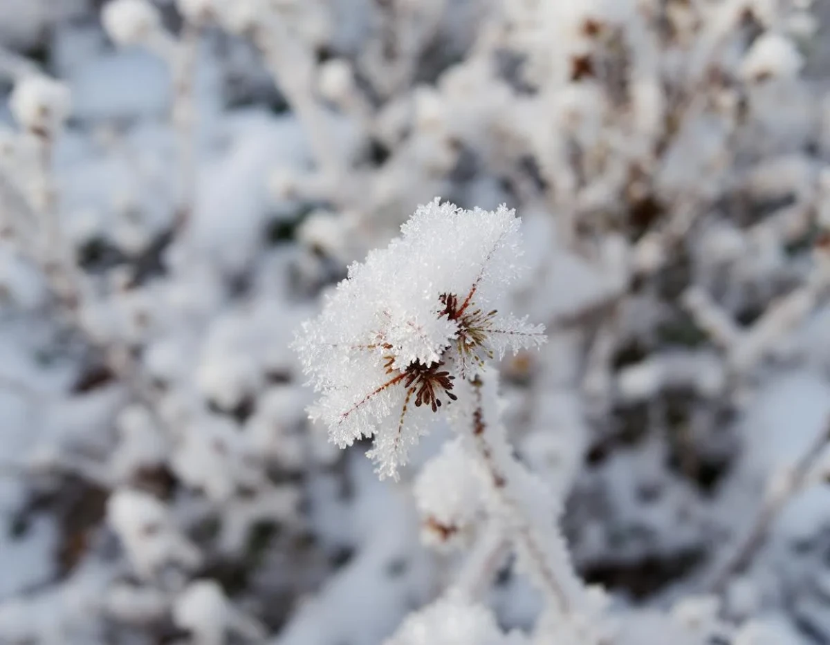 Calendrier des gelées tardives 2025 : plantes à protéger pour éviter les dégâts hivernaux