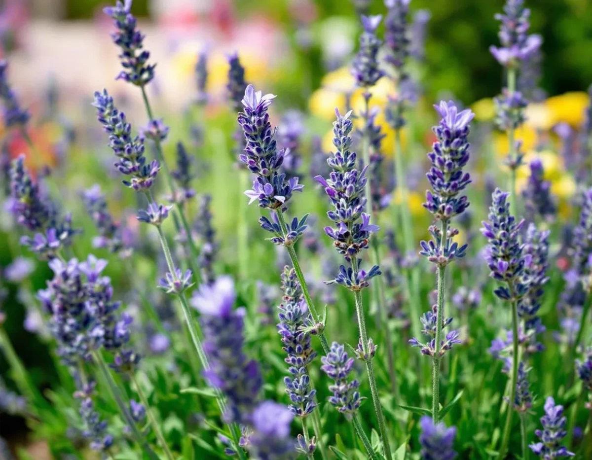 Guide Complet sur la Lavande: Plantation, Entretien et Utilisations